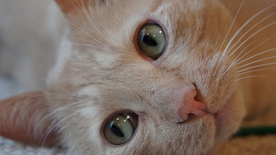 Closeup of creme tabby cat lying on a rug with green eyes - cute!