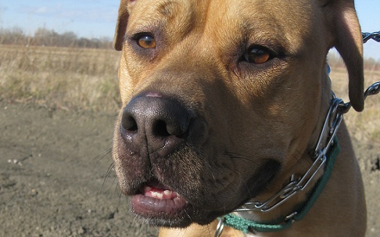 Red pitbull terrier dog for adoption in Fargo - cute!
