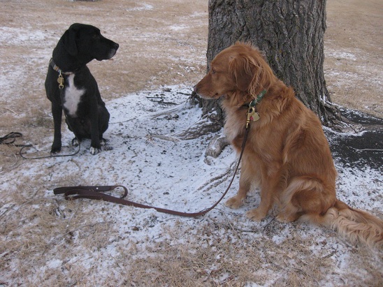 Black lab mix and golden retriever sitting by a tree in the snow