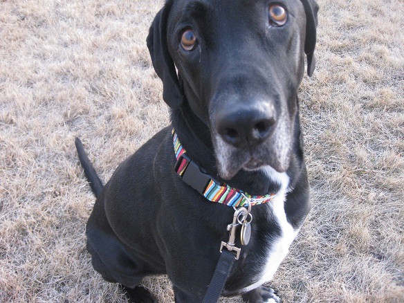Ace the black lab mix wears a striped dog collar