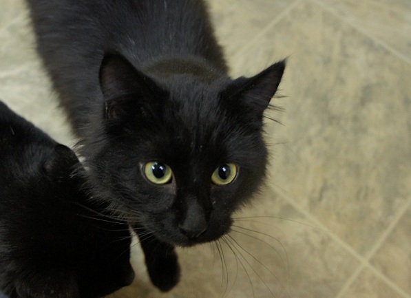 Black cat from the NDSU room at CATS Cradle Shelter in Fargo