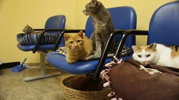 Lots of cats sitting in chairs at the shelter in Fargo