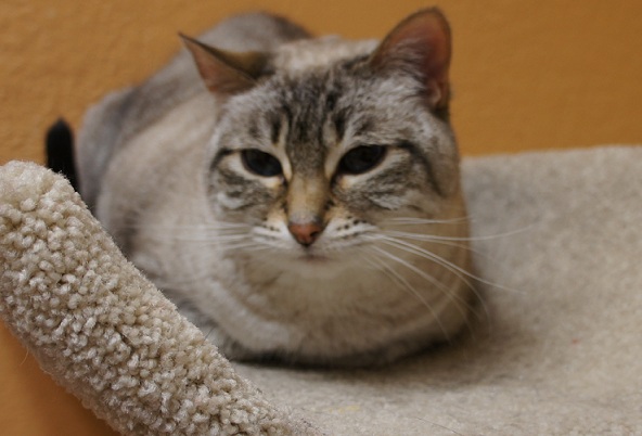 Gray cat at CATS Cradle Cat Shelter in Fargo