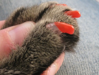 Tabby cat wearing Soft Paws - they seem to work pretty well
