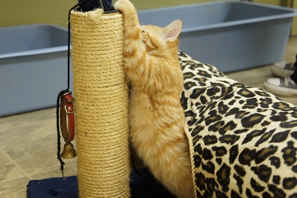 Fargo cat shelter CATS Cradle