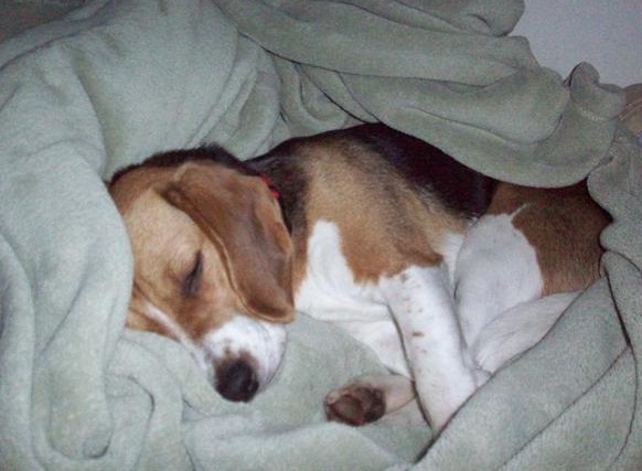Junebug the cute trio-colored beagle napping in a blanket