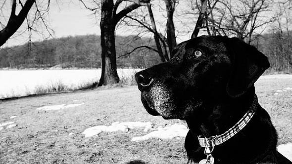 Black lab, big yellow eyes outside in black and white