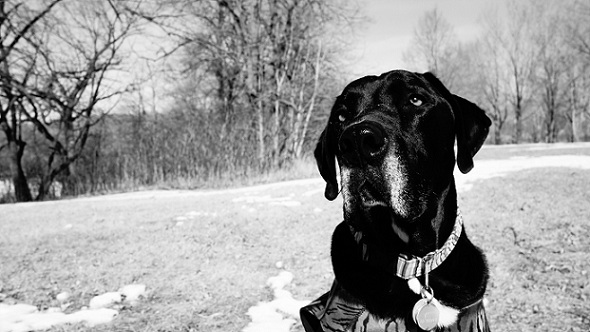 Cute black lab mix, black and white picture, gray face