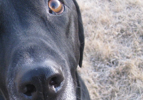 Cute black lab mix dog closeup standing in the grass