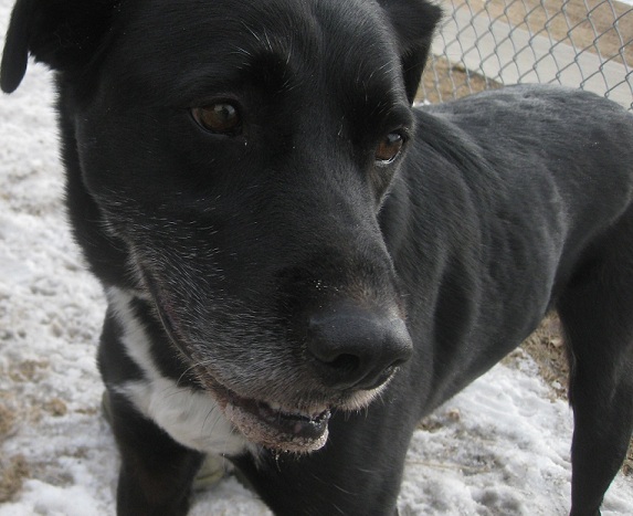 Sampson the cute black and white lab mix up for adoption