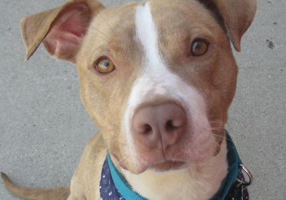 Cute pitbull mix up for adoption in Fargo - brown and white, good with other dogs