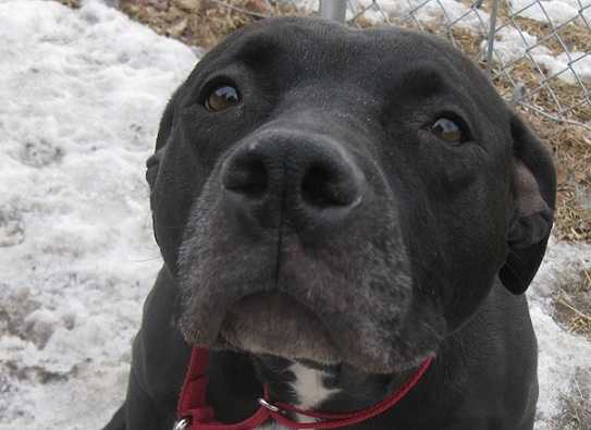 Cute black and white pitbull mix up for adoption Fargo Moorhead