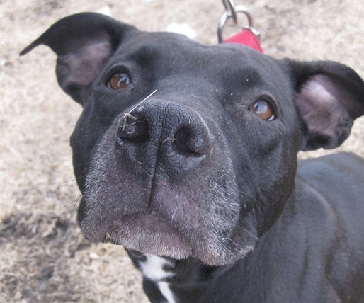 Cute black lab pit bull terrier mix up for adoption 4 Luv of Dog Rescue Fargo