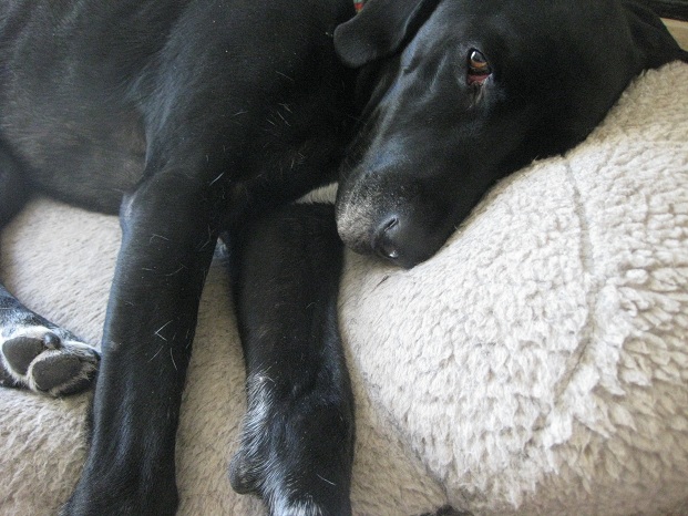 Black lab mix lying on a dog bed