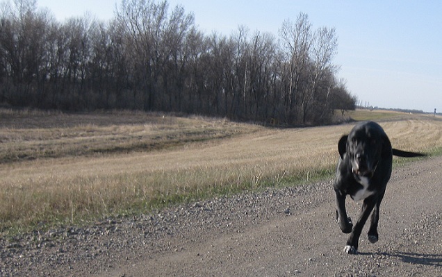 Ace the black lab mix running on an gravel road
