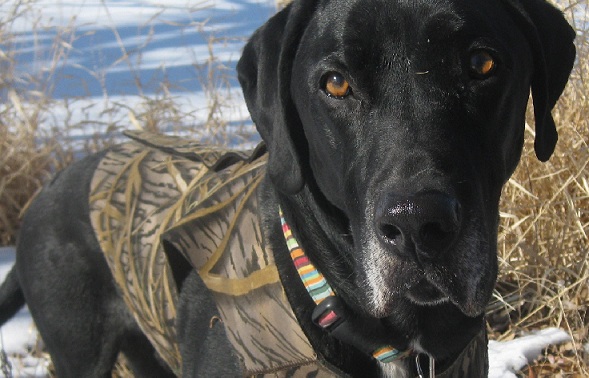 Ace the cute black lab mix standing in a field wearing camo