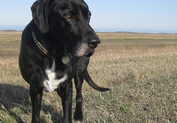 Black lab mix standing in a field