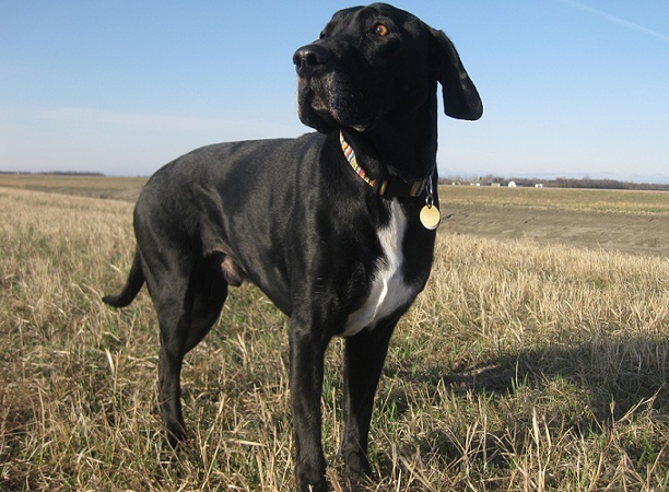 Black lab mix with white chest in a field