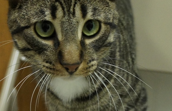 Tabby cat for adoption Fargo