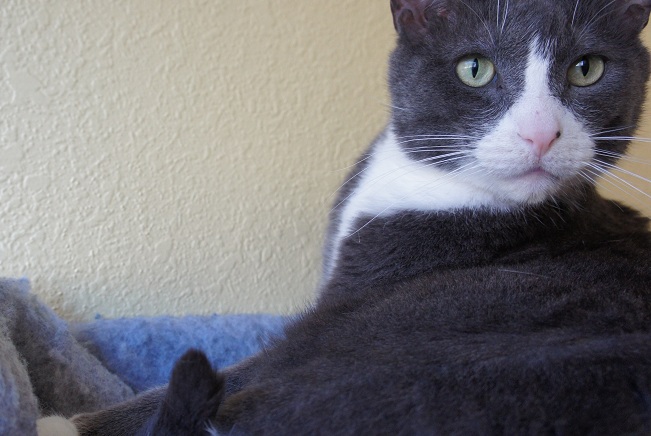 Tuxedo cat for adoption CATS Cradle Fargo