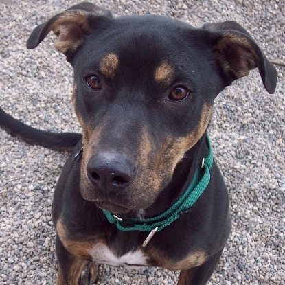 Cute Doberman mix up for adoption 4 Luv of Dog Rescue Fargo