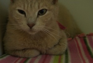 Tan tabby orange cat adoption Fargo Moorhead
