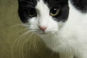 Black and white cat up for adoption in Fargo