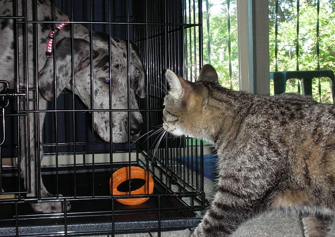 Blue merle great dane in kennel with gray tabby cat approaching