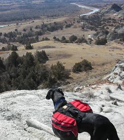 Ace the black lab mix wearing his red Ruffwear dog backpack at Teddy Roosevelt Park
