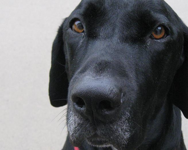 Ace the black lab mix close up with gray on his nose