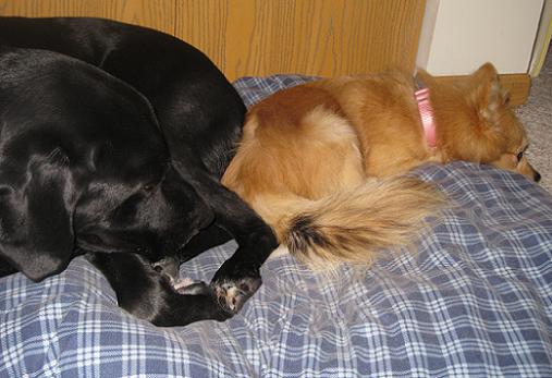 Ace my black lab mix mutt dog and Elli the Pomeranian mix who I fostered