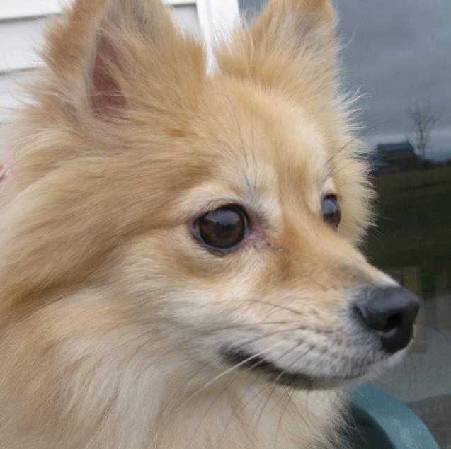 Elli the tan fluffy Pomeranian mix I fostered had separation anxiety