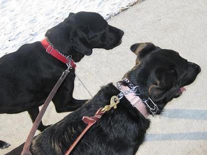 Two black lab mixes out running (black lab/hound mix Ace and black lab/German shepherd mix Stormy)