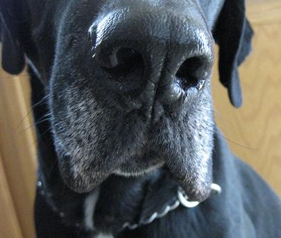 Closeup of black lab mix with gray muzzle/face