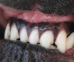 Closeup of black lab mix's front teeth with no plaque