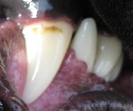 Closeup of black lab mix's incisor with some plaque