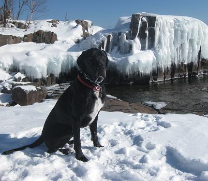 Black lab mix Ace in the snow near Lake Superior