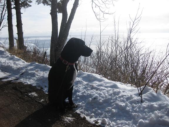 Black lab mix sitting outside, looking over the lake in the snow