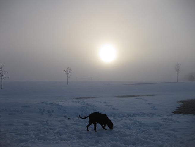Black lab mix in the winter, fog, sunset