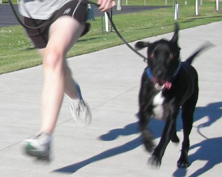 Dog runner with a black lab mix dog running! How to run with a dog