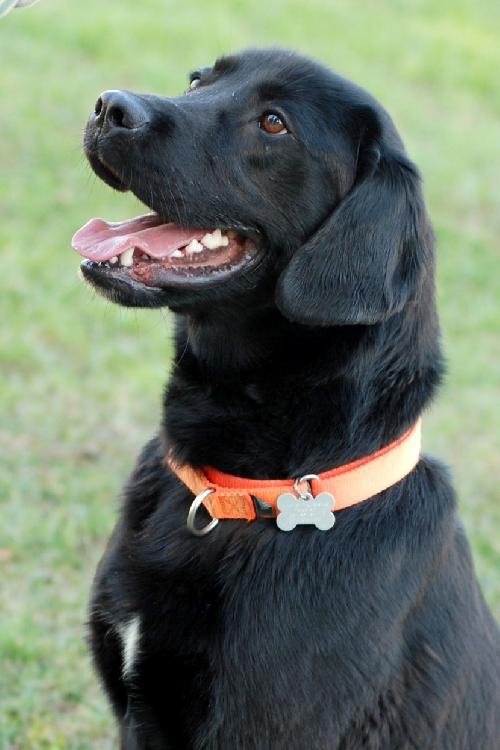 Black dog adoption special - Dex! - ThatMutt.com: A Dog Blog