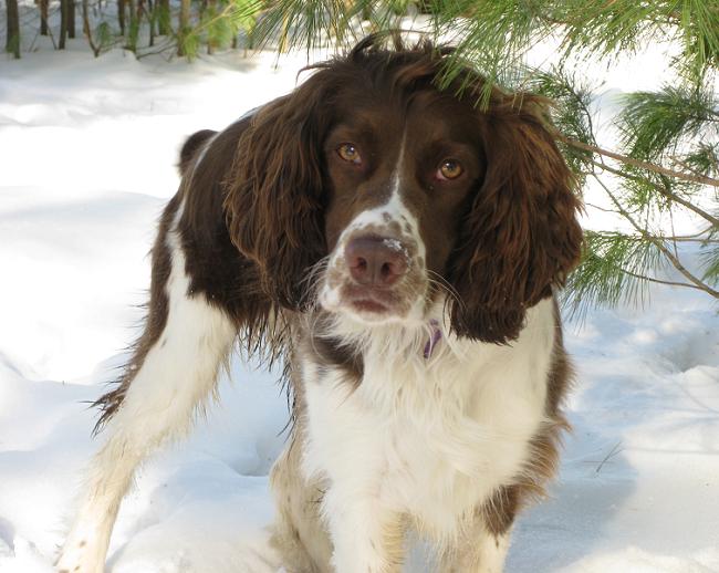 English springer spaniel for running