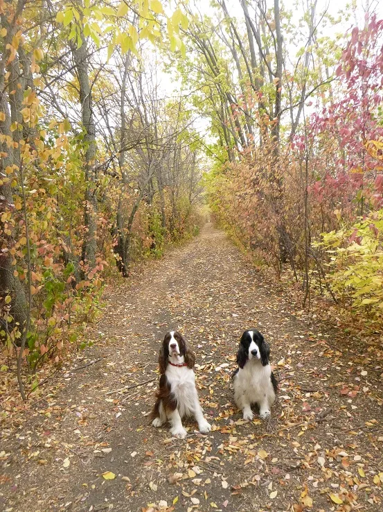 Two springer spaniels in the fall