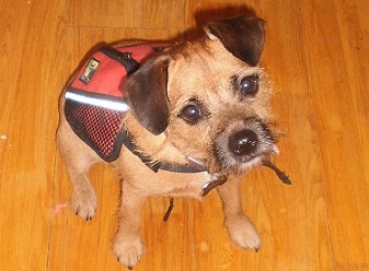 Dog backpacks for small dogs