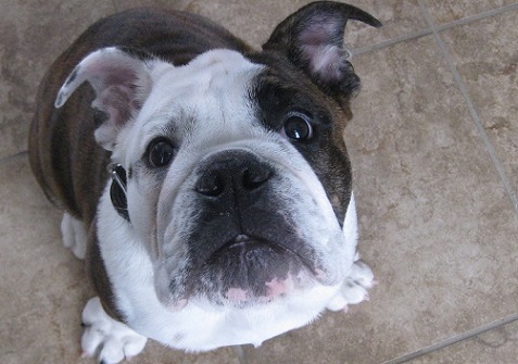 Zeus the English bulldog