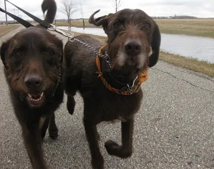 Running with two dogs - Ranger and Annie