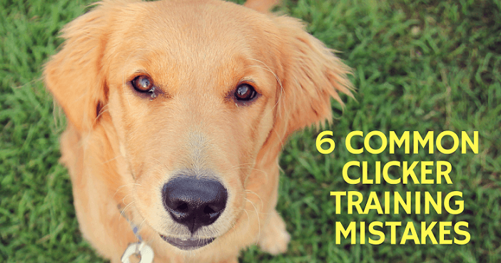 Common clicker training mistakes