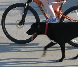 Biking with my dog using a hands-free bike leash