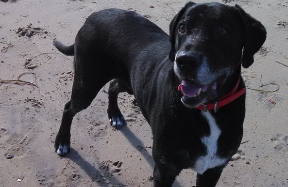 Ace the black Lab mix