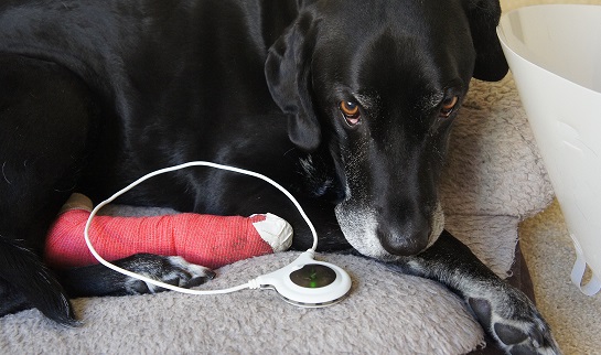 My dog uses the Assisi Loop to help with healing